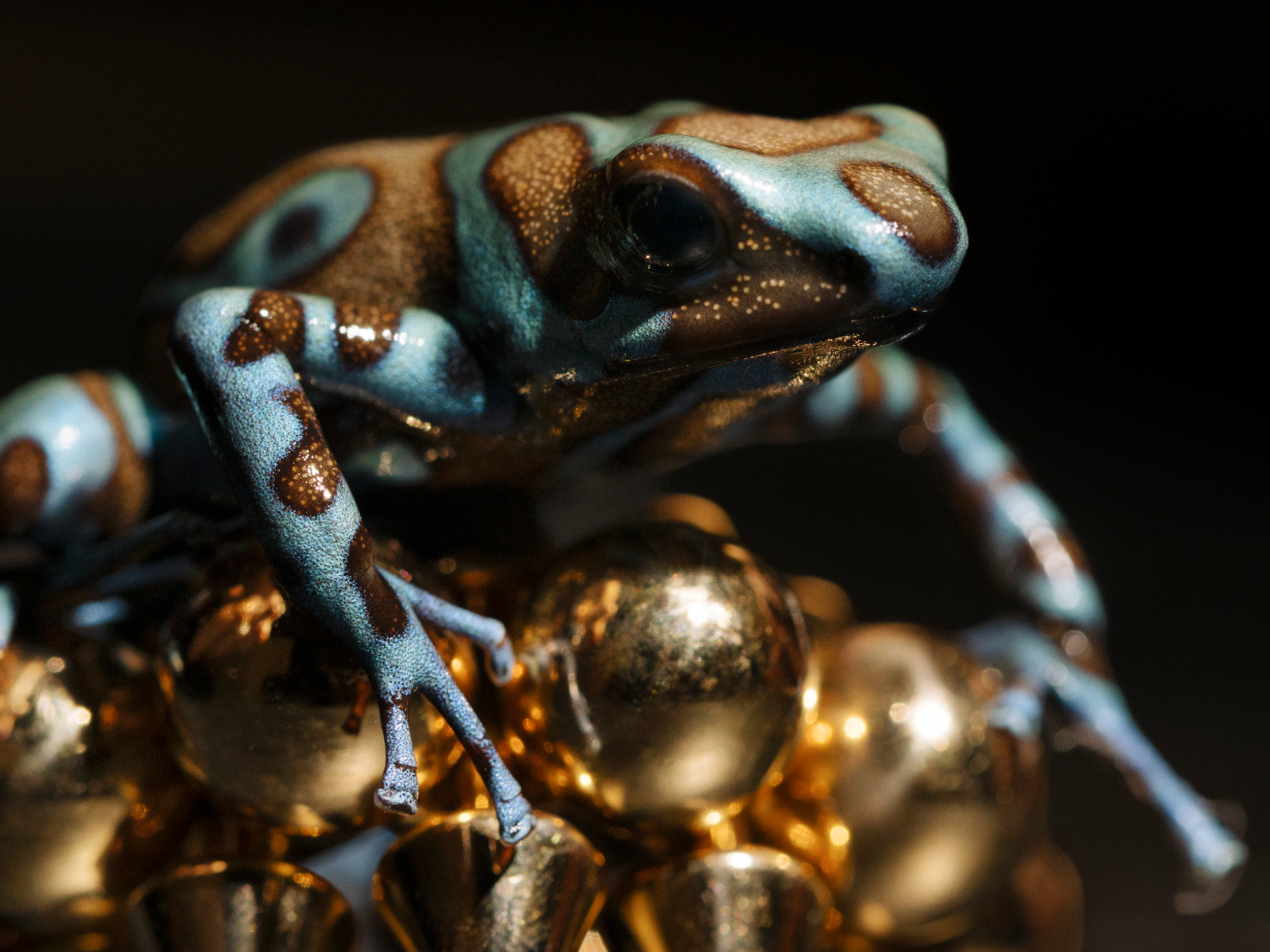 Wild Objects
